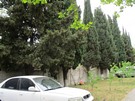 Кипарис15