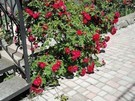 Алустон13